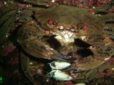Farnes 004.jpg